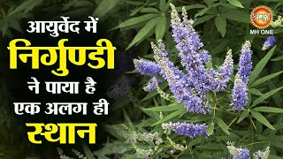 आयुर्वेद में निर्गुण्डी ने पाया है एक अलग ही स्थान | Nirgundi Ke Fayde | Vitex Negundo Plant