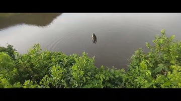 Đi câu cá vuông tôm.