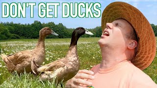 8 Reasons NOT to Have Ducks on a Homestead