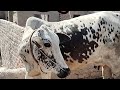 Kafi din bad Gaiya ko dekhny #cowmilking |#cowfarming #villagelife #dhanibull #dhani Dhani Nasal gai