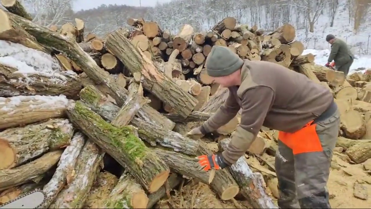 Bánhorváti favágás.