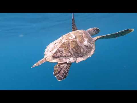 Video: Maldives Resort Turtle Resort