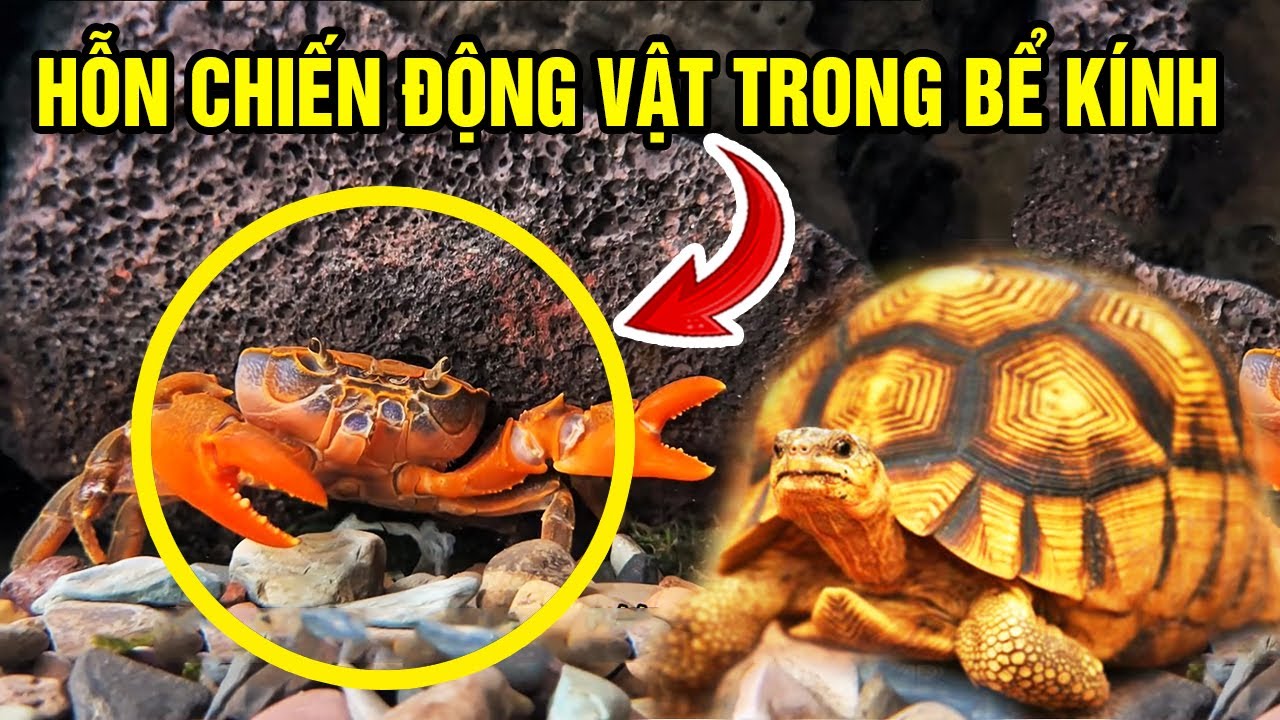 Review HỖN CHIẾN ĐỘNG VẬT Trong Bể Kính Nhân Tạo Và Cái Kết Bất Ngờ P3