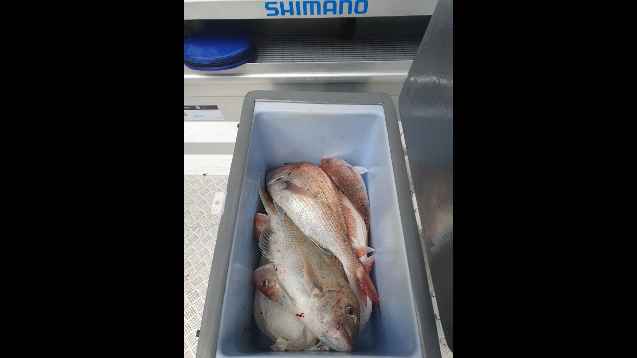 Snappers and Hector Dolphins on the Manukau Harbor. YouTube