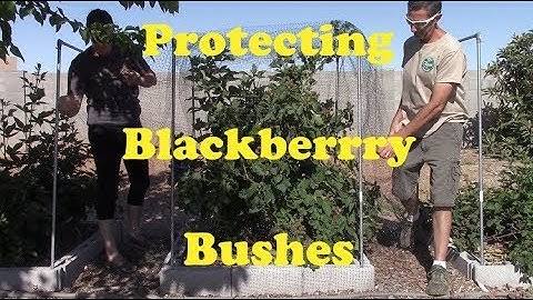 Protecting Blackberries from Birds