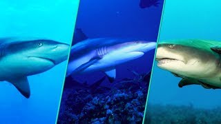 20 Most Dangerous Sharks