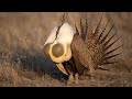 Greater Sage Grouse March 2020