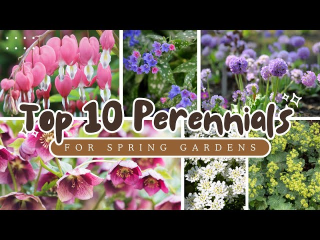 exotic plants seeds Queen of The Andes Seeds - 10 Pack for Planting main image 1