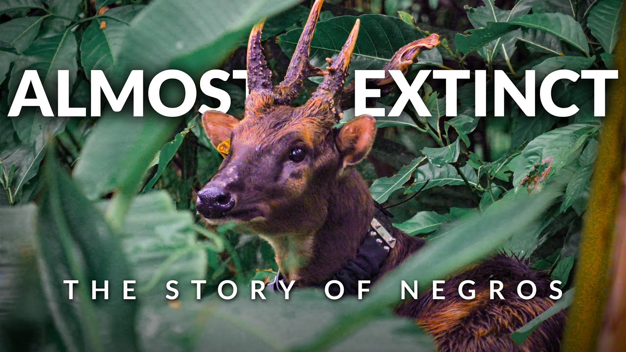 Finding the Rarest Deer in the Philippines