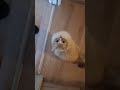 Esiste un gatto più carino? 😭😍