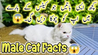 6 Interesting Facts about male cats ||  Persian cat facts || The Casper Home Channel