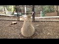 カピバラ　おやつ物語　大宮公園小動物園 の動画、YouTube動画。