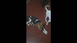 Rinki is playing with her grandmother doggy 🐕 , Pinki is so jealous 🐶