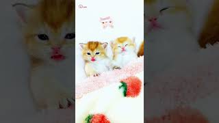 Cute Kittens❤️【170】#Shorts #Cutecat520 #Cat  #Kittens #Pets