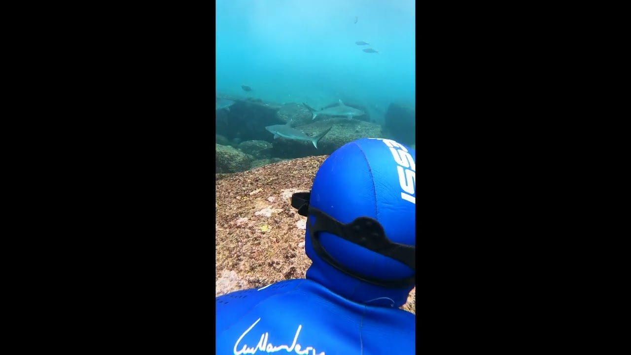 Amazing time freediving with Sharks!!! YouTube