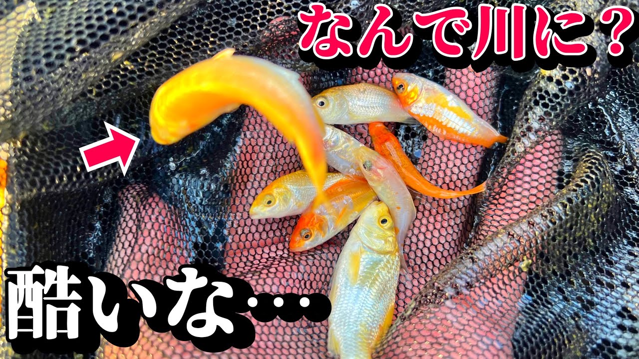 捨てた？逃げた？大量の美しい魚がドブを泳いでます。
