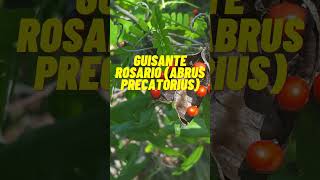 The 5 Most LETHAL TOXIC Plants in the World.