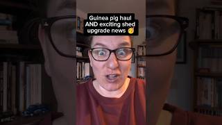 Guinea pig haul and shed upgrade news