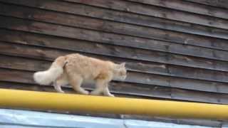 СОЛНЫШКО на крыше на газовой трубе Brave cat named Sunny is on the roof СОЛНЫШКО на крыше на газовой трубе Brave cat named Sunny is on the roof