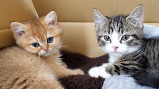 Kitten Coco grooms Mimi for the first time