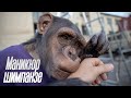 Профессиональный маникюр делает Дан Запашный | Шимпанзе Мальта осталась довольна