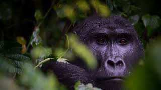 Walking With Gorillas by Dr. Gladys Kalema-Zikusoka at Alliance Française de Nairobi