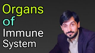 Organs of Immune System | MLT Hub with kamran