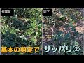 【樹種はあまり関係ありません】剪定の基本だけでサッパリ②【手入れは自由で良いと思います】