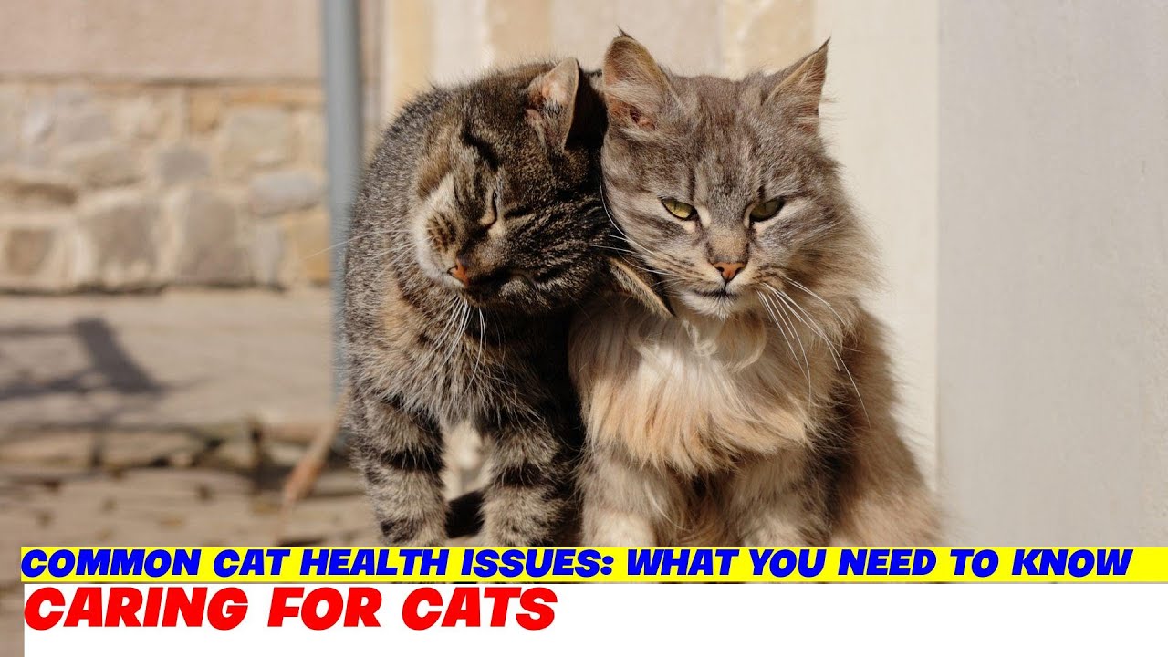 Common Cat Health Issues: What You Need to Know