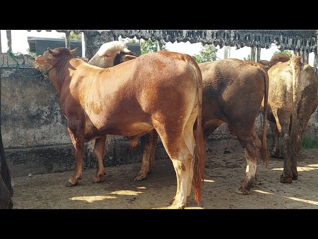 17 JUTAAN‼️JANTAN GEMUK SIAPAN QURBAN | Pasar Sapi Kerek Kab.Tuban class=