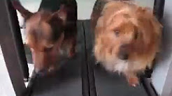 dogs on bowflex treadclimber treadmill
