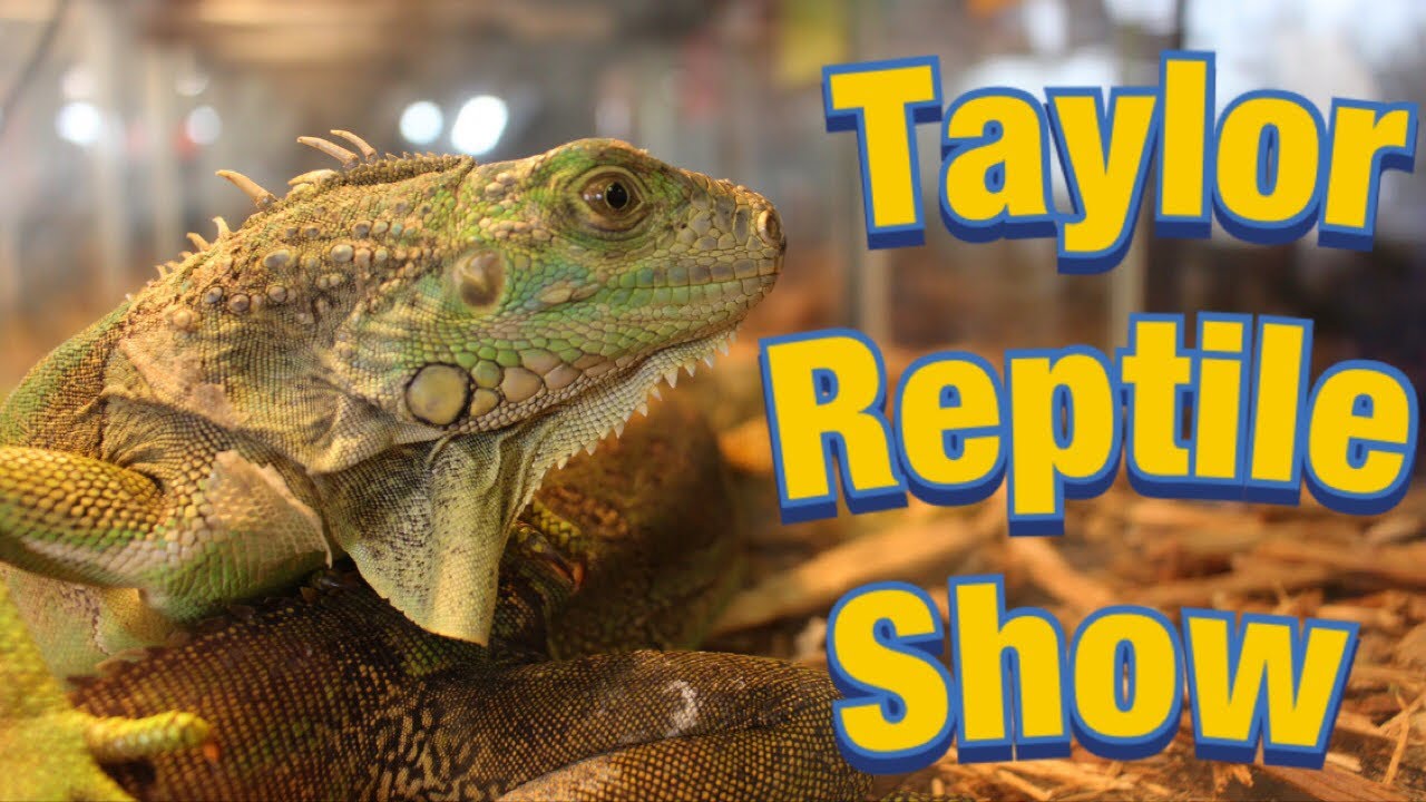Taylor Michigan Reptile Show - May 2019 - YouTube