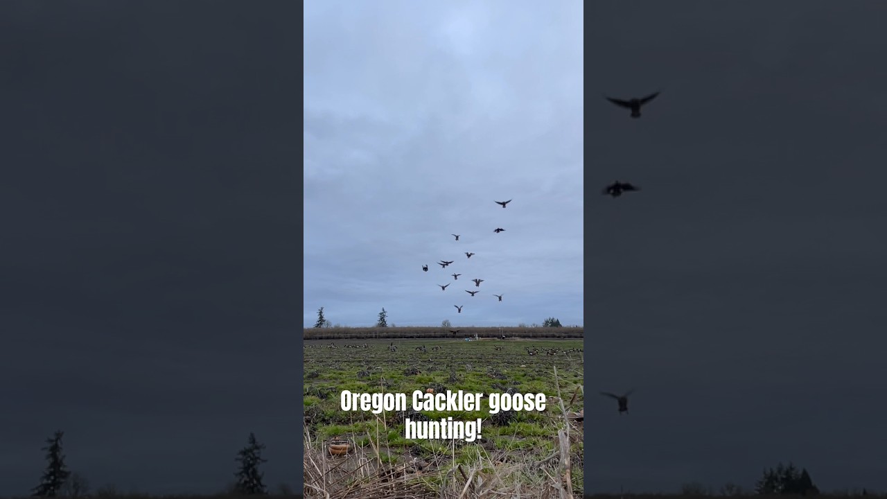 Nothing getting the last bird to finish out a limit!! Especially when it’s a cackler! 