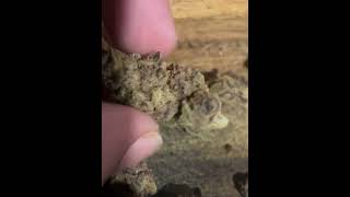 Bake sale indica (different batch)