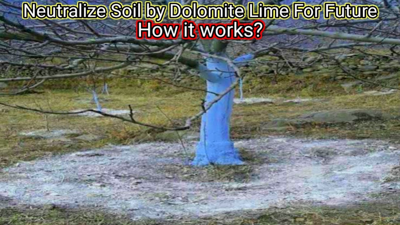 Lime Application before applying fertilizer || Magray Orchards