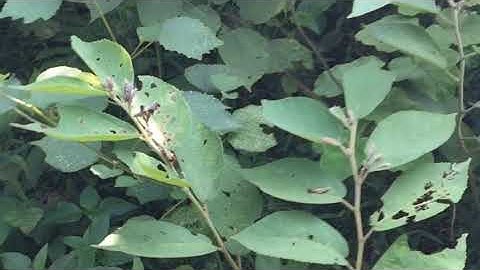 một ngày đep trời đi tìm cây an xoa