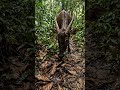 The Forest Ghost With Horns