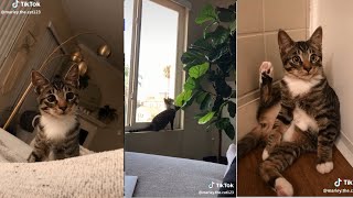 Cat doing crazy things