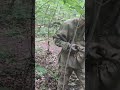 Нашли часть самовара на месте боя в 1942 году #metaldetecting #коп #клад