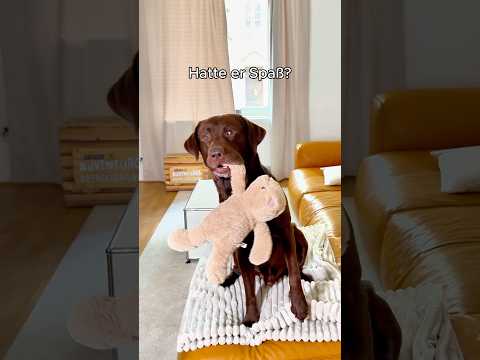 Wenn dein HUND ein ABENTEUER erlebt! 😳🤯