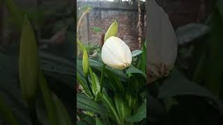 beautiful flowers #flowers