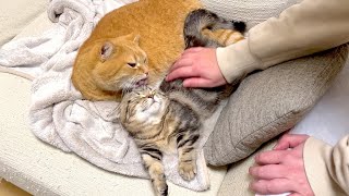 イチャイチャしていてお出迎えどころじゃない猫