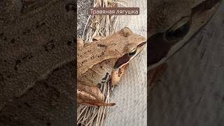 Остромордая лягушка. Питается насекомыми. #энтомолог #лесной #wild #nature #лягушка #природа
