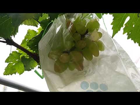 Grape Cultivation at INSAT #1