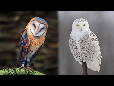 Video: ¿Qué tamaño tienen los búhos cornudos?