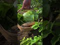 Spring's First Hot Pot: A Farmer's Journey