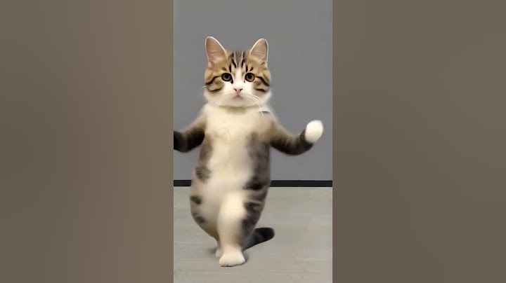 Mèo nhảy đu đi đu đi đăm đăm #meofnhaydudidudidamdam #dudidamdam #meow
