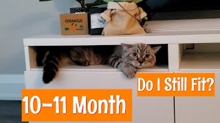 10 11 Month Cute Kitty Trying to Fit in Small Places Again