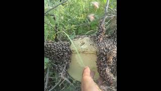 Wild Apis Florea Honey Harvest | Hundreds of Bees on My Hand Without Stinging 🐝#ApisFlorea shorts