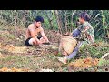 Take grass for the buffalo, cut elephant grass stalks to plant